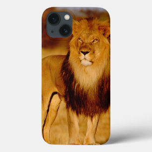 Africa, Namibia, Okonjima. Lone male lion iPhone 13 Case