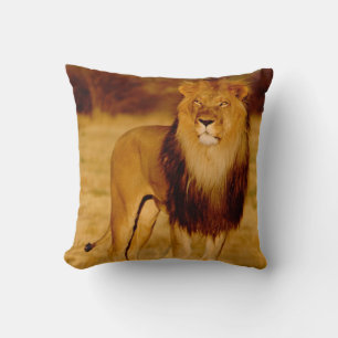 Africa, Namibia, Okonjima. Lone male lion Cushion