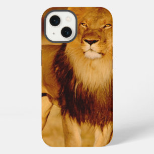 Africa, Namibia, Okonjima. Lone male lion iPhone Case