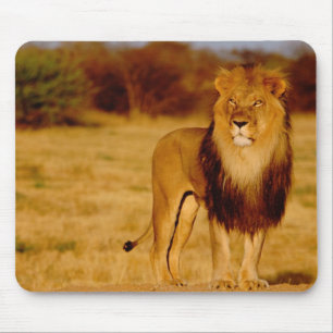 Africa, Namibia, Okonjima. Lone male lion Mouse Pad