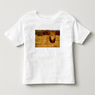 Africa, Namibia, Okonjima. Lone male lion Toddler T-Shirt