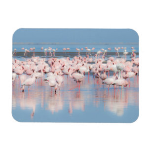 Africa, Namibia, Walvis Bay Magnet