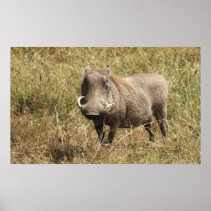 Africa - Nasenschwein Poster