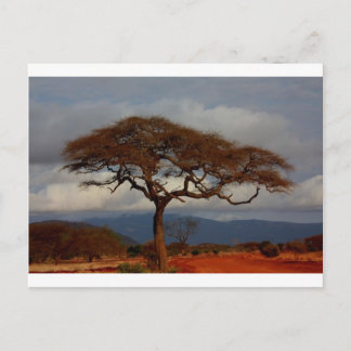 Africa Safari Nature Savanna Destiny Personalise Postcard