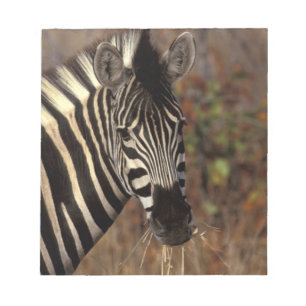 Africa, South Africa, Kruger NP Zebra portrait Notepad