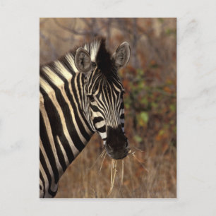 Africa, South Africa, Kruger NP Zebra portrait Postcard