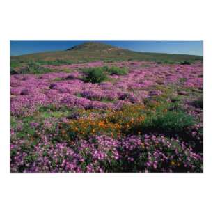 Africa, South Africa, Namaqualand, Orange and Photo Print