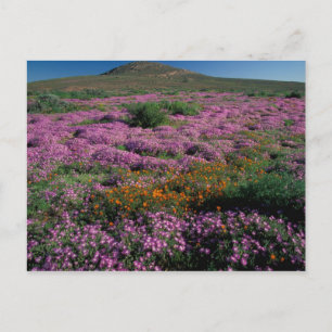 Africa, South Africa, Namaqualand, Orange and Postcard