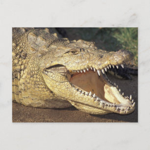 Africa, South Africa Nile crocodile Postcard