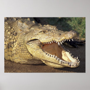 Africa, South Africa Nile crocodile Poster