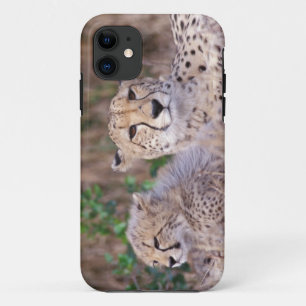Africa, South Africa, Tswalu Reserve. Cheetahs iPhone 11 Case