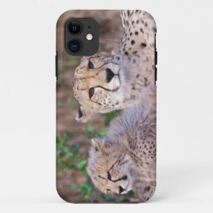 Africa, South Africa, Tswalu Reserve. Cheetahs iPhone 11 Case