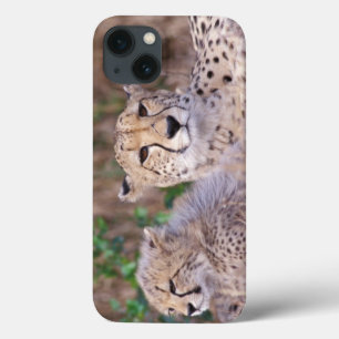 Africa, South Africa, Tswalu Reserve. Cheetahs iPhone 13 Case