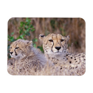Africa, South Africa, Tswalu Reserve. Cheetahs Magnet