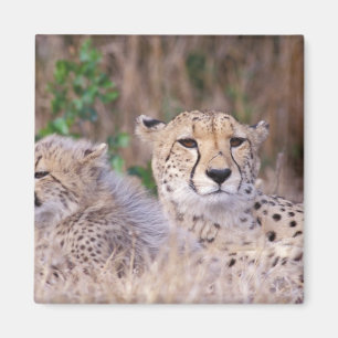 Africa, South Africa, Tswalu Reserve. Cheetahs Magnet