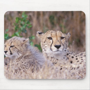 Africa, South Africa, Tswalu Reserve. Cheetahs Mouse Pad