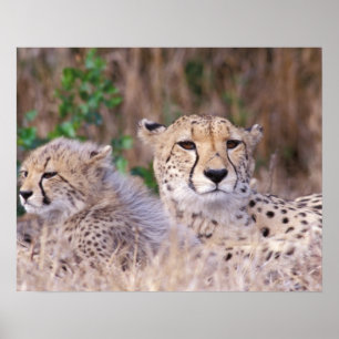 Africa, South Africa, Tswalu Reserve. Cheetahs Poster