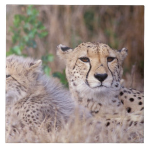 Africa, South Africa, Tswalu Reserve. Cheetahs Tile
