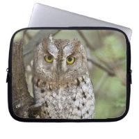 Africa. Tanzania. African Scops Owl at Tarangire 2