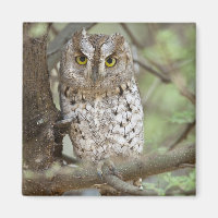Africa. Tanzania. African Scops Owl at Tarangire 2