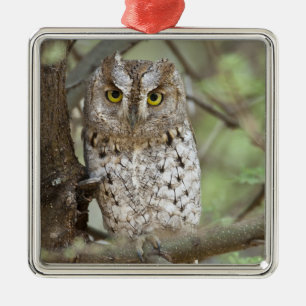 Africa. Tanzania. African Scops Owl at Tarangire 2 Metal Ornament