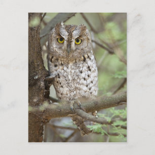 Africa. Tanzania. African Scops Owl at Tarangire 2 Postcard