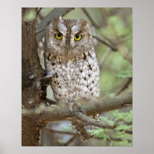 Africa. Tanzania. African Scops Owl at Tarangire 2 Poster