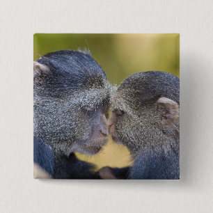 Africa. Tanzania. Blue Monkey mother with young 15 Cm Square Badge