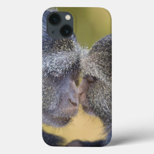 Africa. Tanzania. Blue Monkey mother with young iPhone 13 Case