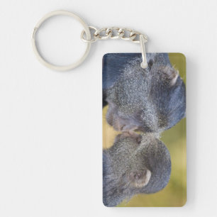 Africa. Tanzania. Blue Monkey mother with young Key Ring