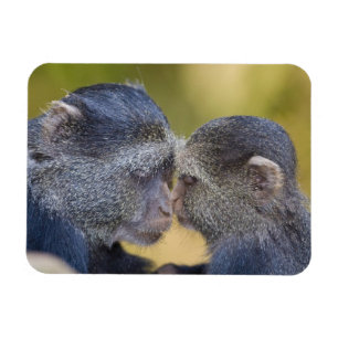 Africa. Tanzania. Blue Monkey mother with young Magnet
