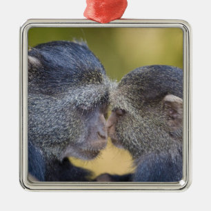 Africa. Tanzania. Blue Monkey mother with young Metal Ornament