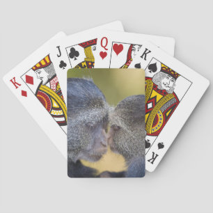Africa. Tanzania. Blue Monkey mother with young Playing Cards