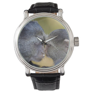 Africa. Tanzania. Blue Monkey mother with young Watch