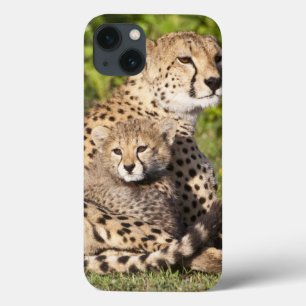 Africa. Tanzania. Cheetah mother and cubs 2 iPhone 13 Case