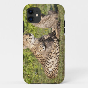 Africa. Tanzania. Cheetah mother and cubs 2 iPhone 11 Case