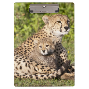 Africa. Tanzania. Cheetah mother and cubs 2 Clipboard