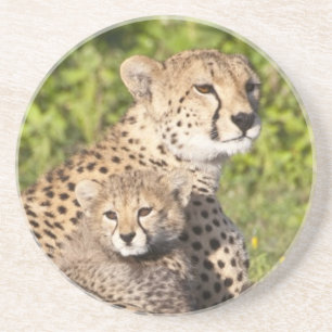 Africa. Tanzania. Cheetah mother and cubs 2 Coaster