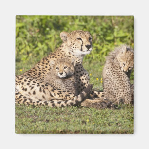 Africa. Tanzania. Cheetah mother and cubs 2 Magnet