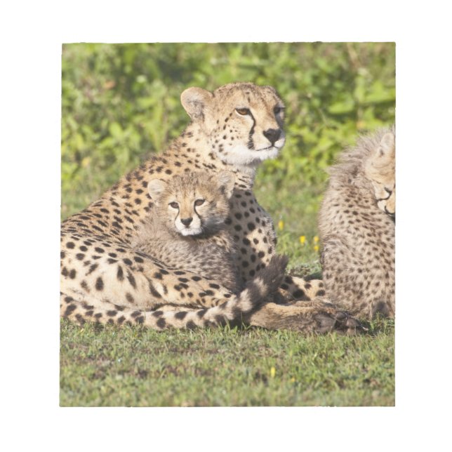 Africa. Tanzania. Cheetah mother and cubs 2 Notepad (Front)