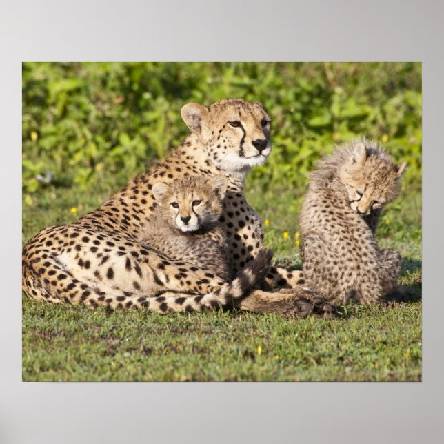 Africa. Tanzania. Cheetah mother and cubs 2 Poster (Front)