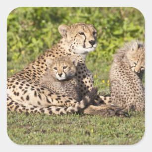 Africa. Tanzania. Cheetah mother and cubs 2 Square Sticker