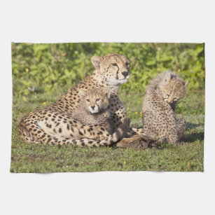 Africa. Tanzania. Cheetah mother and cubs 2 Tea Towel