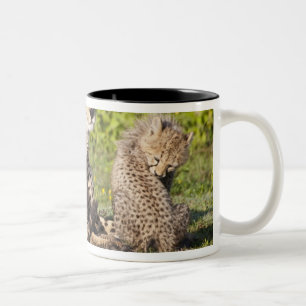 Africa. Tanzania. Cheetah mother and cubs 2 Two-Tone Coffee Mug