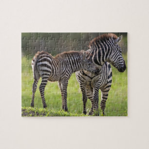 Africa. Tanzania. Common Zebra mother and baby Jigsaw Puzzle