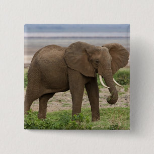 Africa. Tanzania. Elephant at Lake Manyara NP. 15 Cm Square Badge
