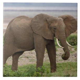 Africa. Tanzania. Elephant at Lake Manyara NP. Ceramic Tile