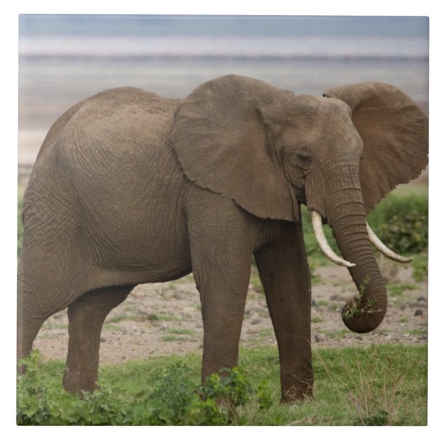 Africa. Tanzania. Elephant at Lake Manyara NP. Ceramic Tile (Front)