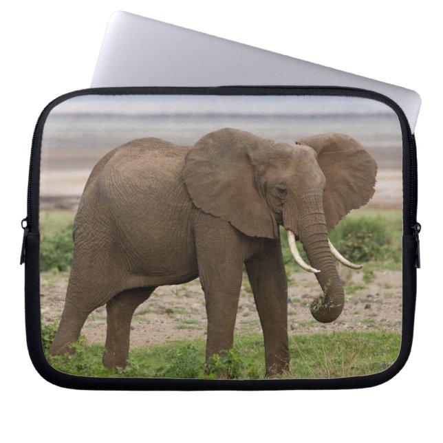 Africa. Tanzania. Elephant at Lake Manyara NP. Laptop Sleeve (Front)