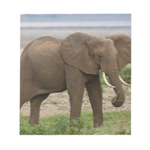 Africa. Tanzania. Elephant at Lake Manyara NP. Notepad